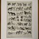 Lithographie gravure sur les chiens - 1900