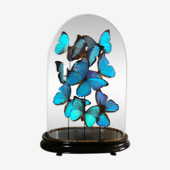 Morpho butterflies under globe Napoleon 3