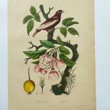 Antique engraving from 1839 - Apple tree and Pompadour - Hand-colored plate