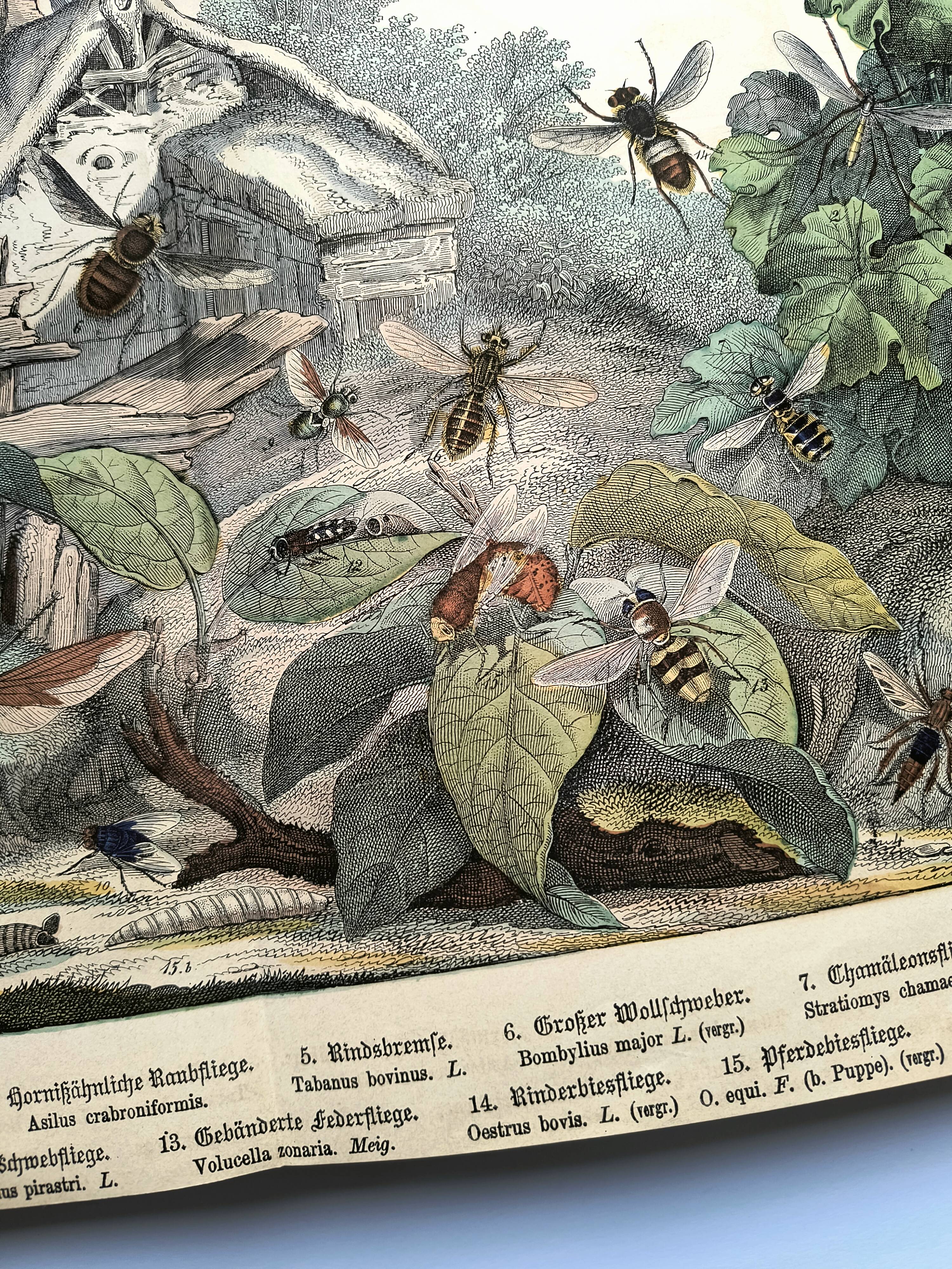Engraving from 1886 - Insects on the farm - Vintage old lithograph