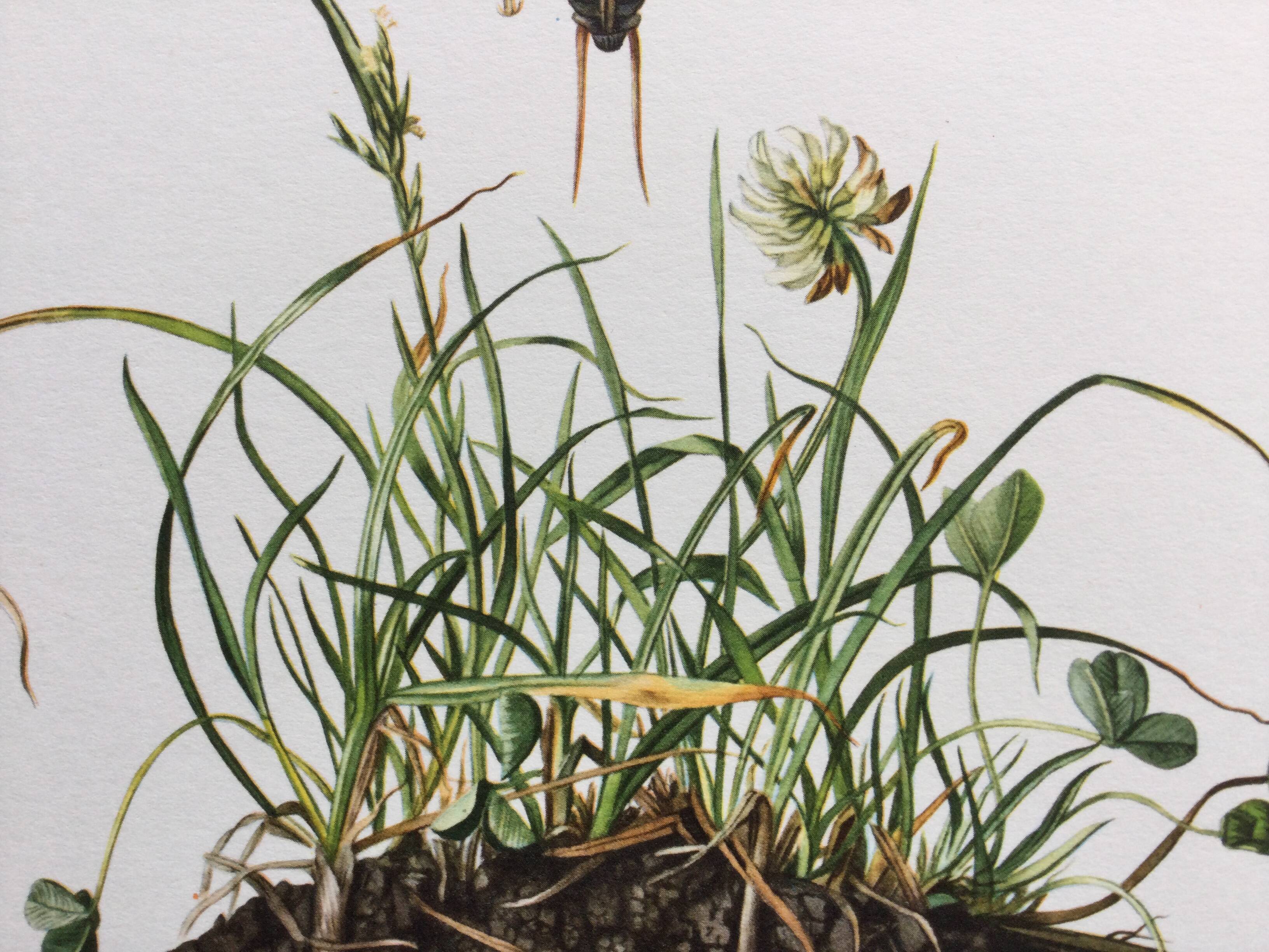 Antique illustration "insects", 1960s