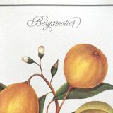 Botanical plank the bergamot