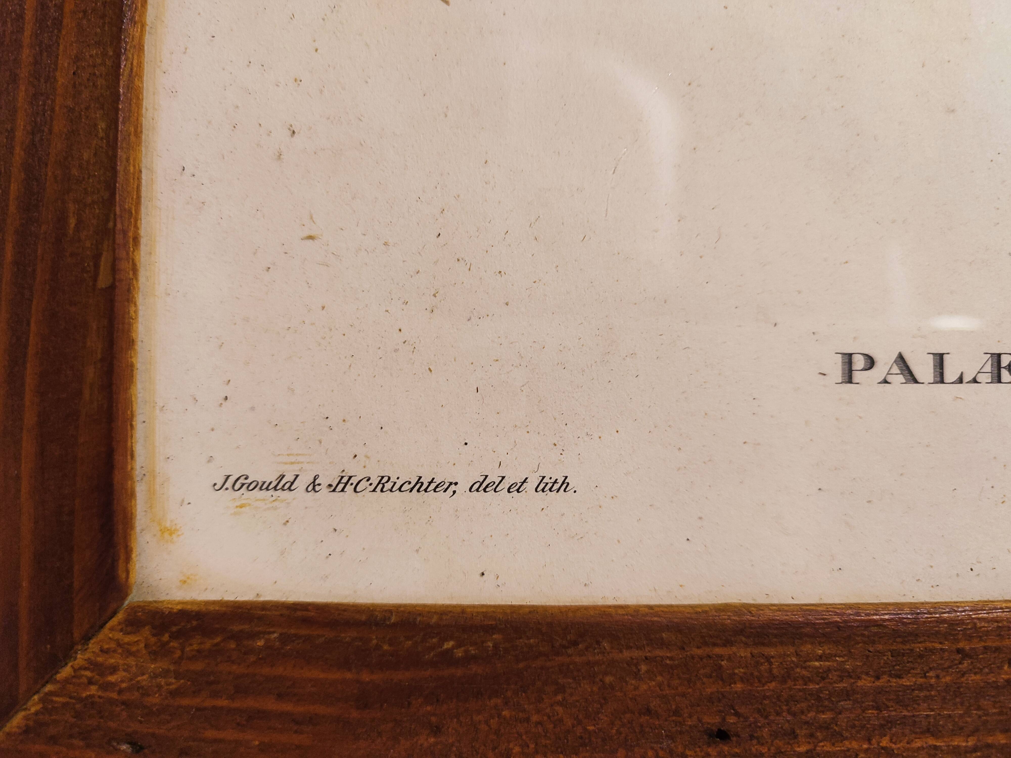 Gould lithograph enhanced Main Palaeornis Derbianus