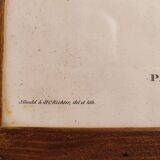 Gould lithograph enhanced Main Palaeornis Derbianus