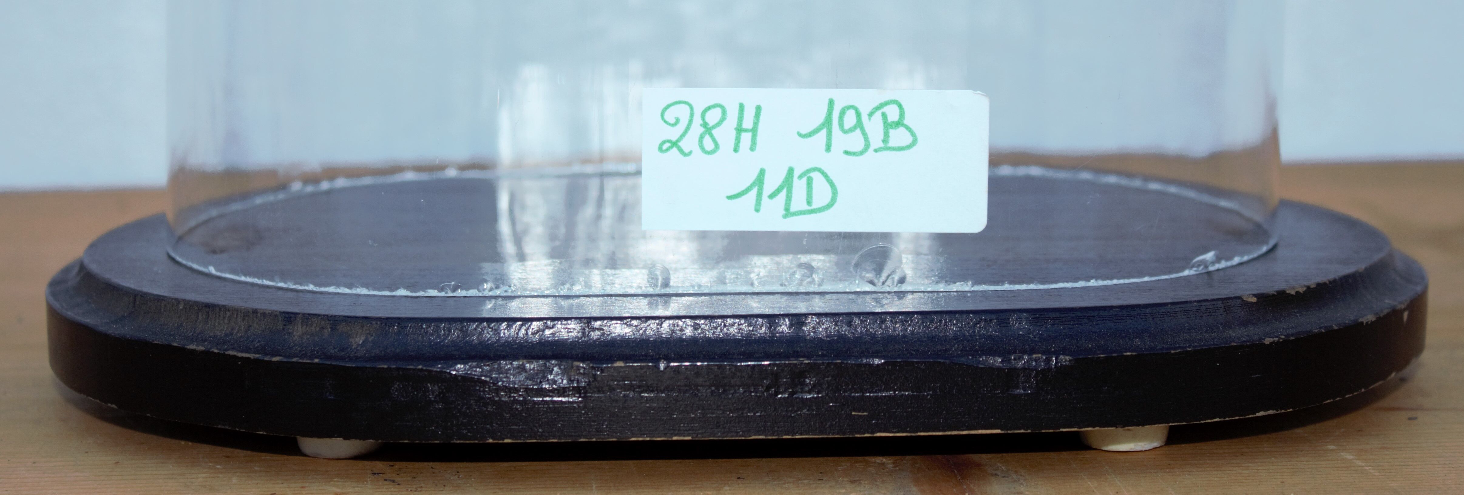 Old oval glass wedding globe 28 cm high glass bell