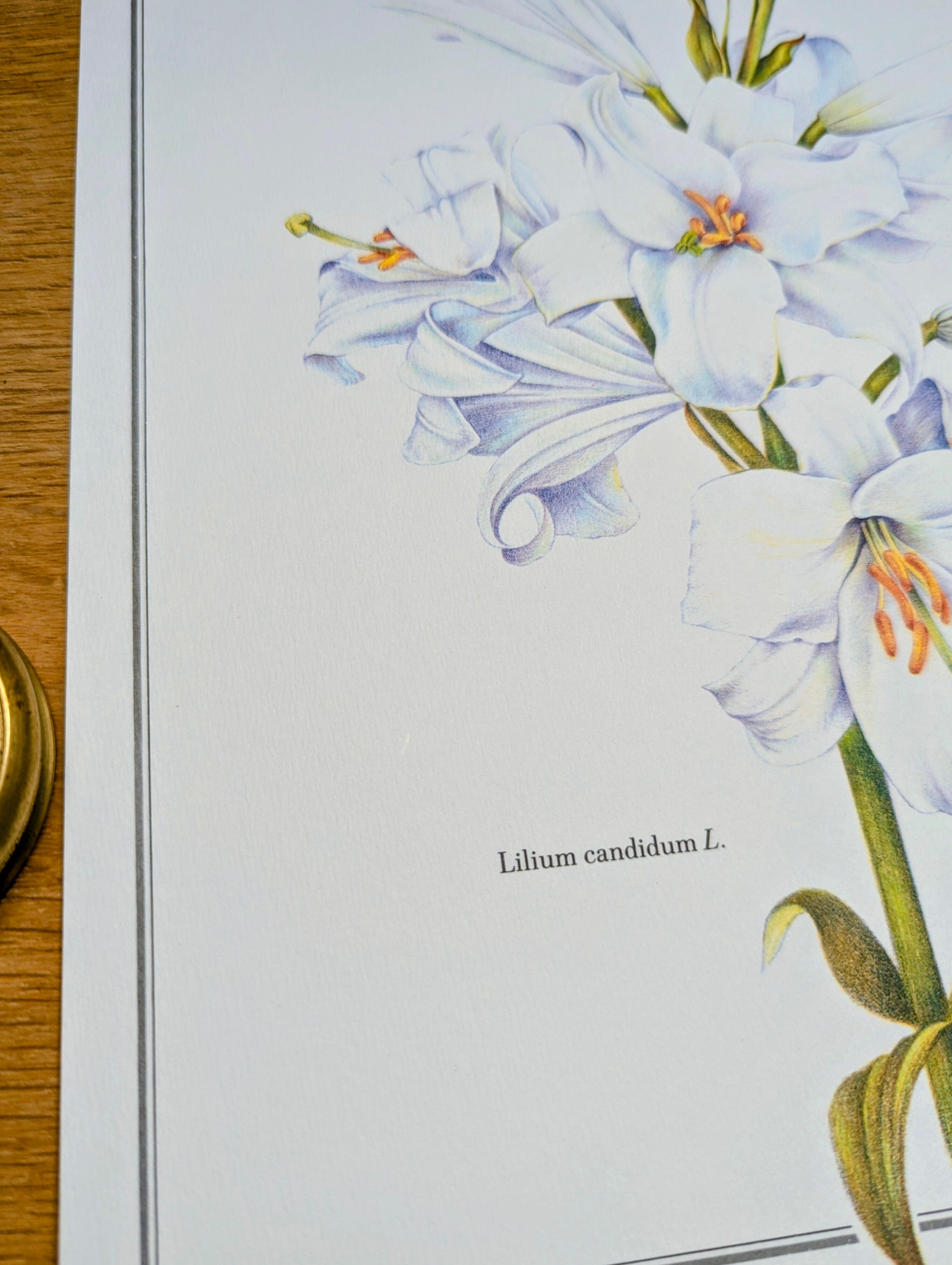 Printed in 1986, White Lily. Botanical plate.