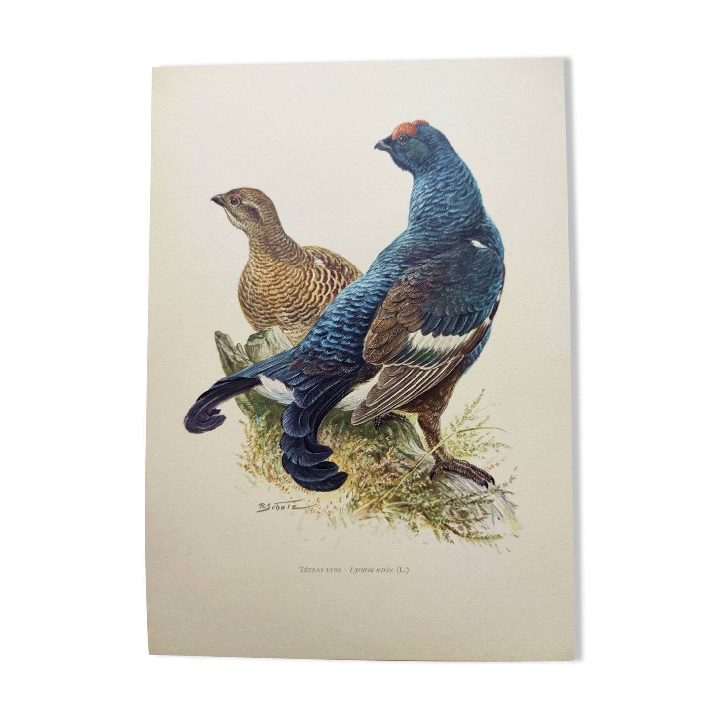 Old bird plate from the 1960s - Black Grouse - Vintage zoological illustration