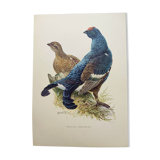 Old bird plate from the 1960s - Black Grouse - Vintage zoological illustration