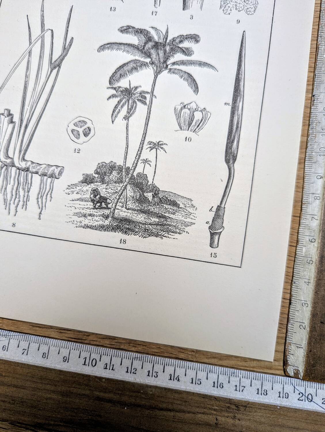 Printed in 1889, Palms and Aroideae. Old botanical plate.