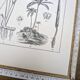 Printed in 1889, Palms and Aroideae. Old botanical plate.
