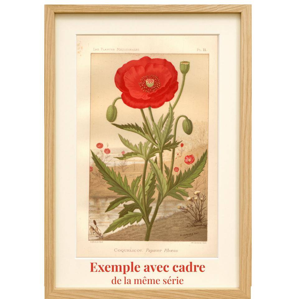 Antique engraving 1889 - Coffee tree - Coffee plant - Botanical lithograph