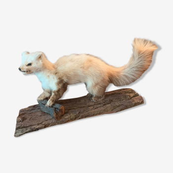 Naturalized ferret taxidermy