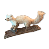 Taxidermie furet naturalisé