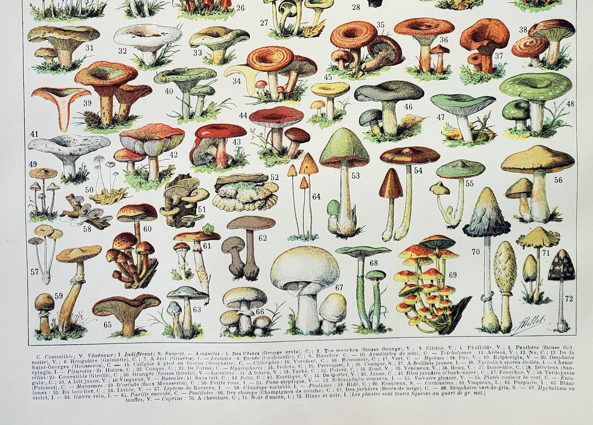 Old engraving 1898, Mushrooms 1, picking • Lithograph, Original plate