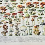 Old engraving 1898, Mushrooms 1, picking • Lithograph, Original plate