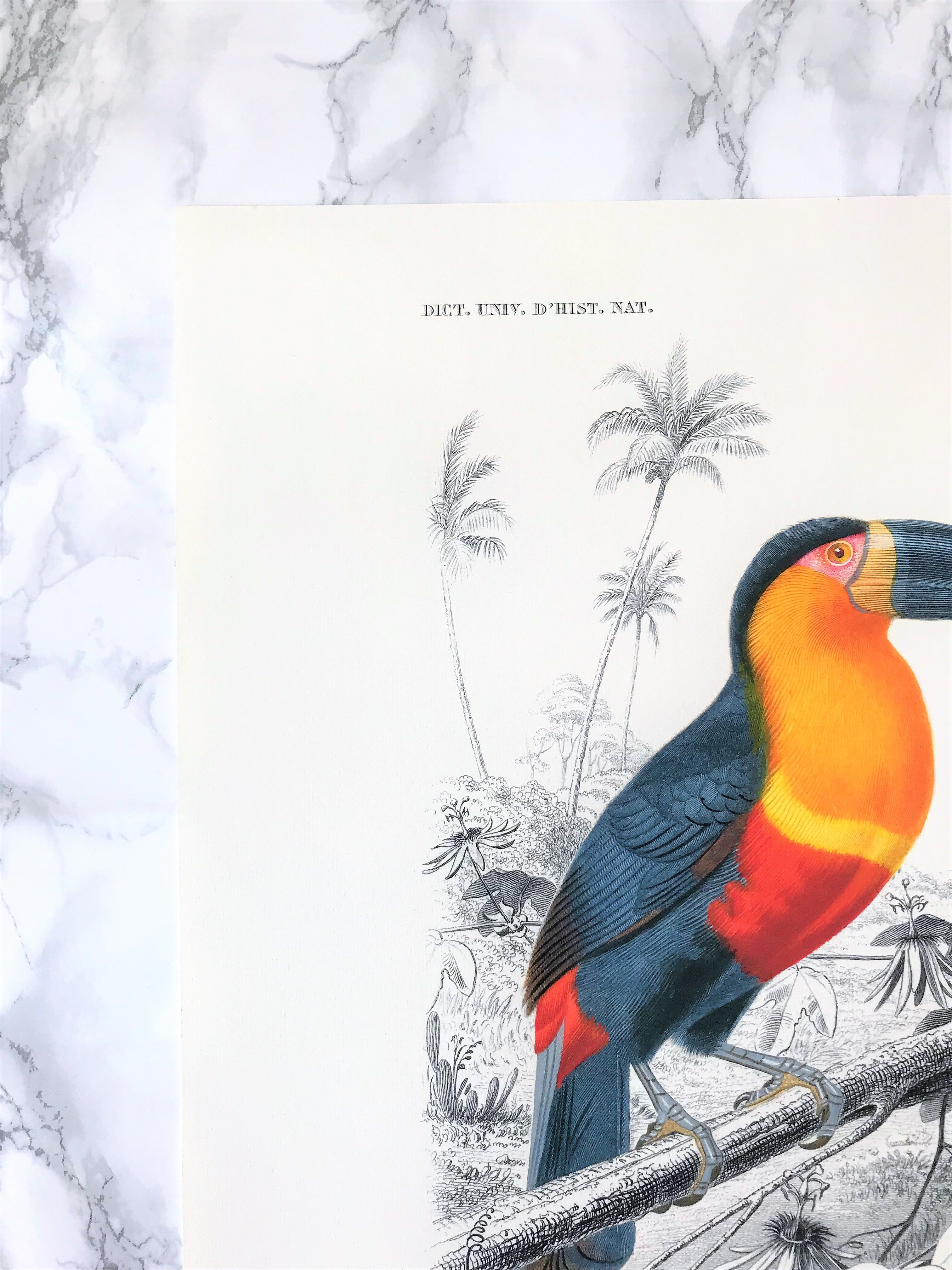 Board in colours representing a toucan