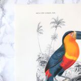 Board in colours representing a toucan