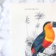 Board in colours representing a toucan