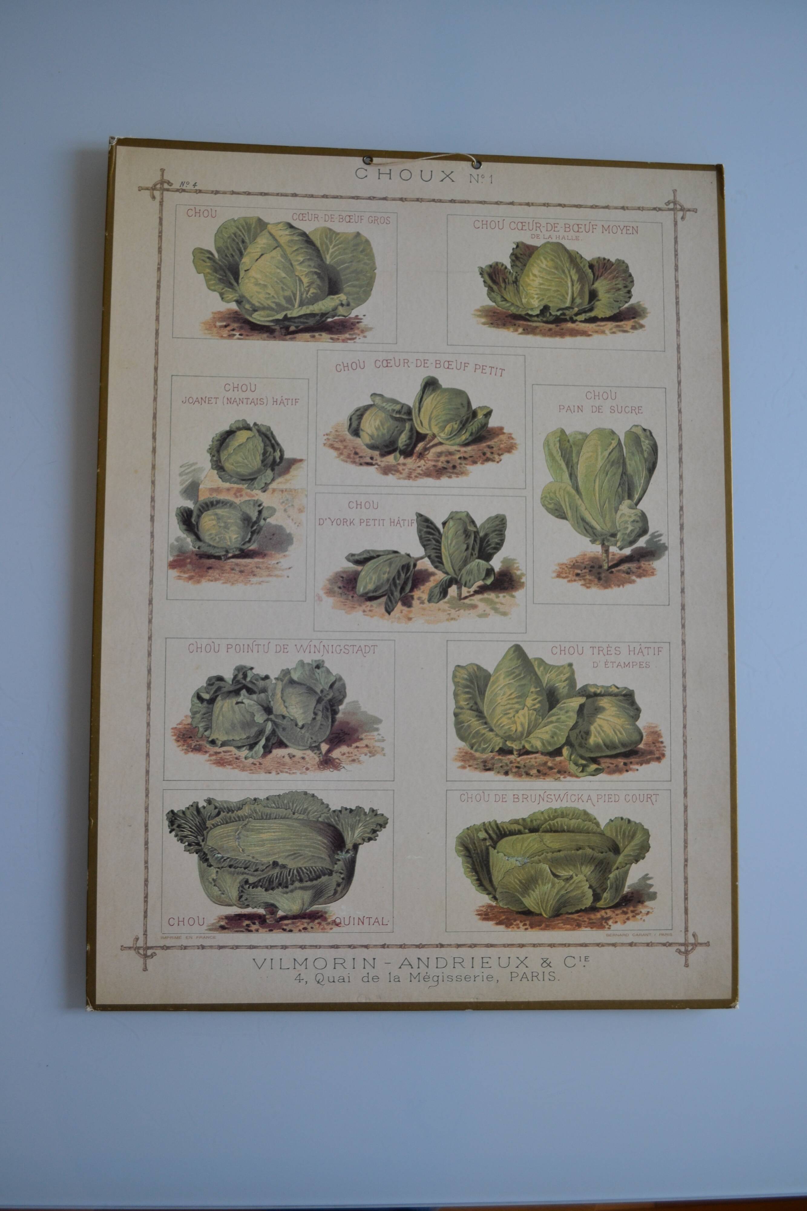 Vintage botanical poster "Cabbages"