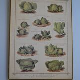 Vintage botanical poster "Cabbages"