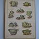 Vintage botanical poster "Cabbages"