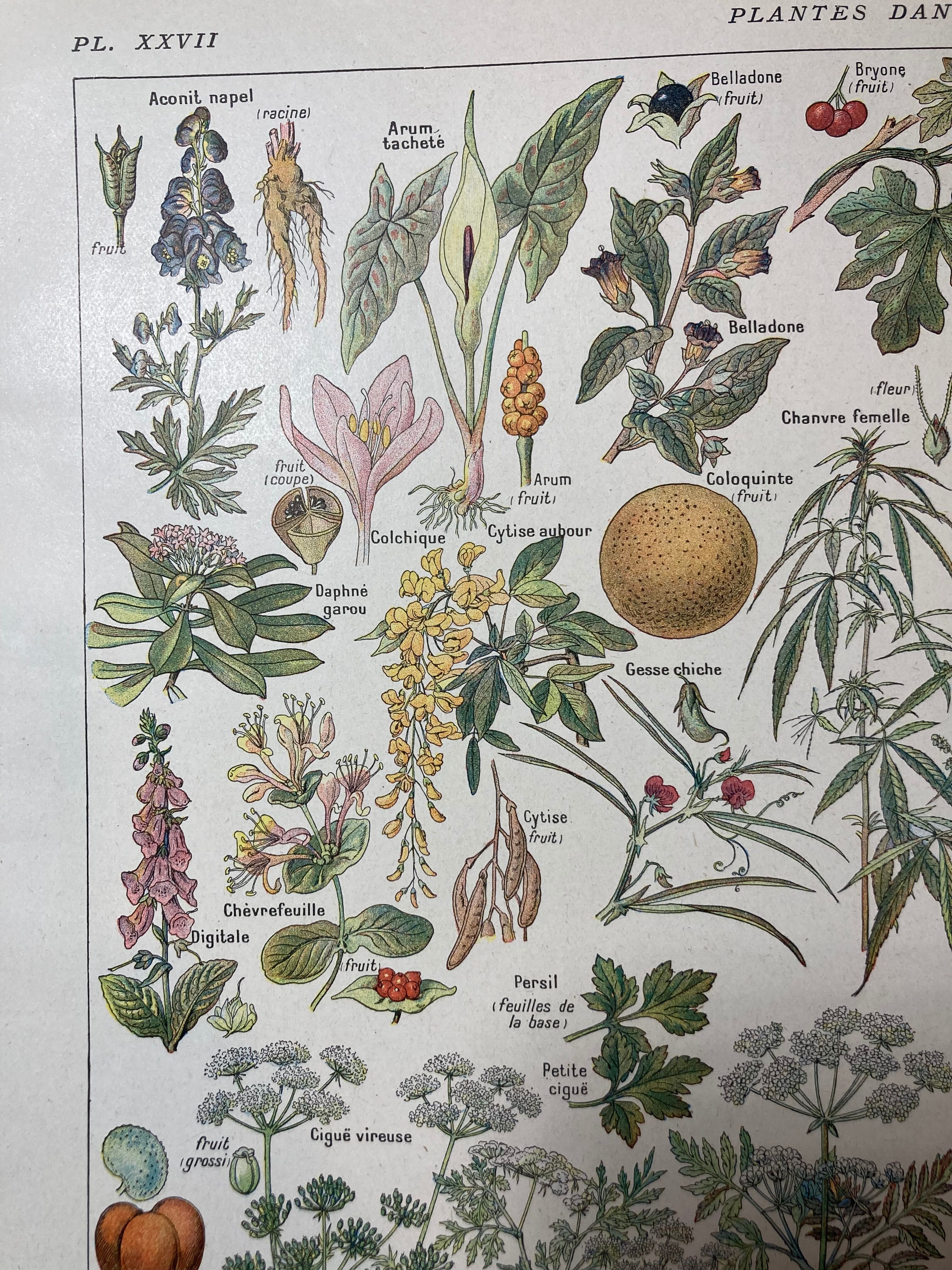 Lithographie sur les plantes dangereuses de 1920 "cigüe"