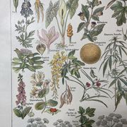Lithographie sur les plantes dangereuses de 1920 "cigüe"