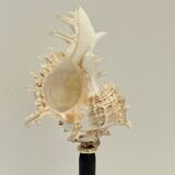 Antique Murex Ramosus Shell on a turned wooden base Napoleon III 19th century