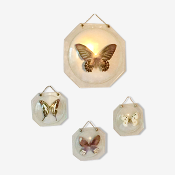 Papillons en cadres globes de verre