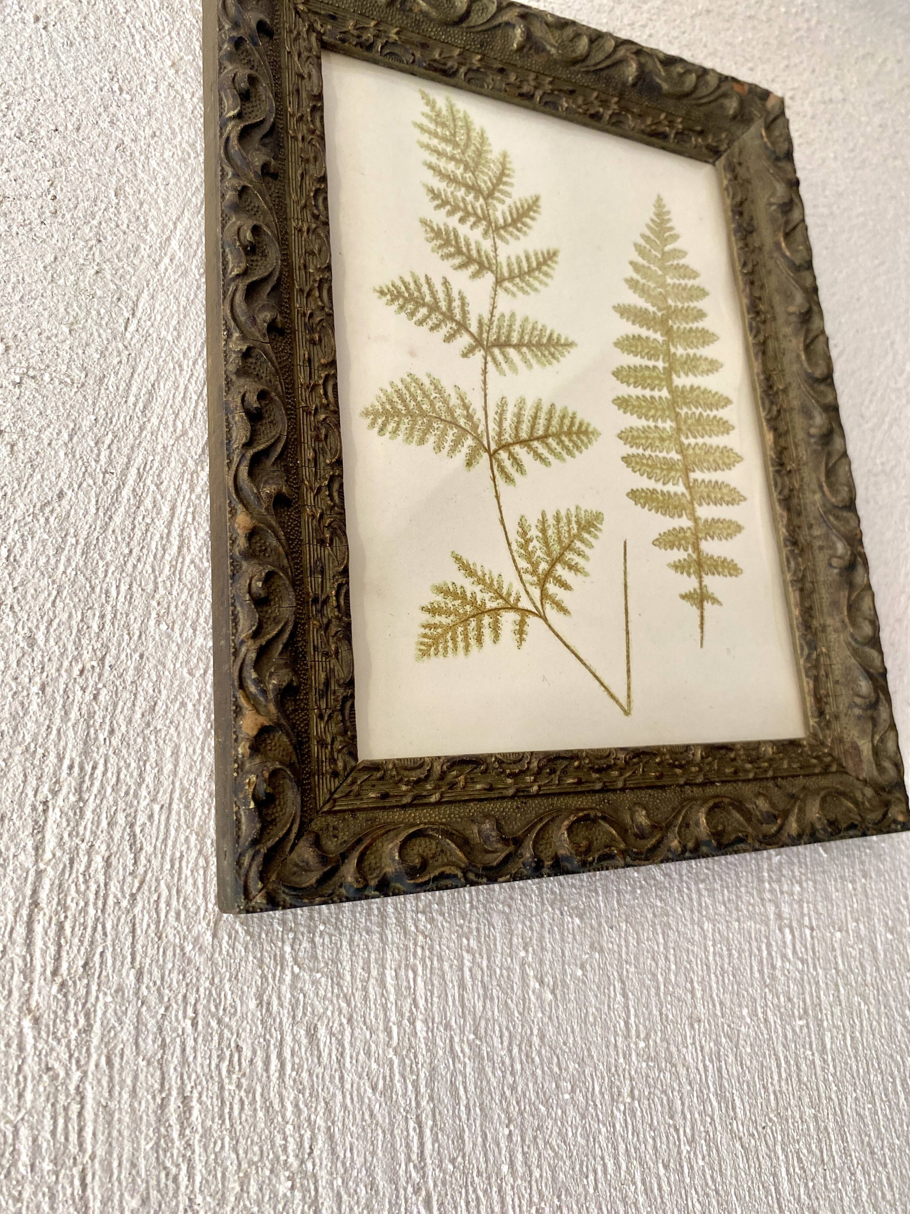 Victorian era botanical board, wooden molding frame