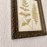 Victorian era botanical board, wooden molding frame