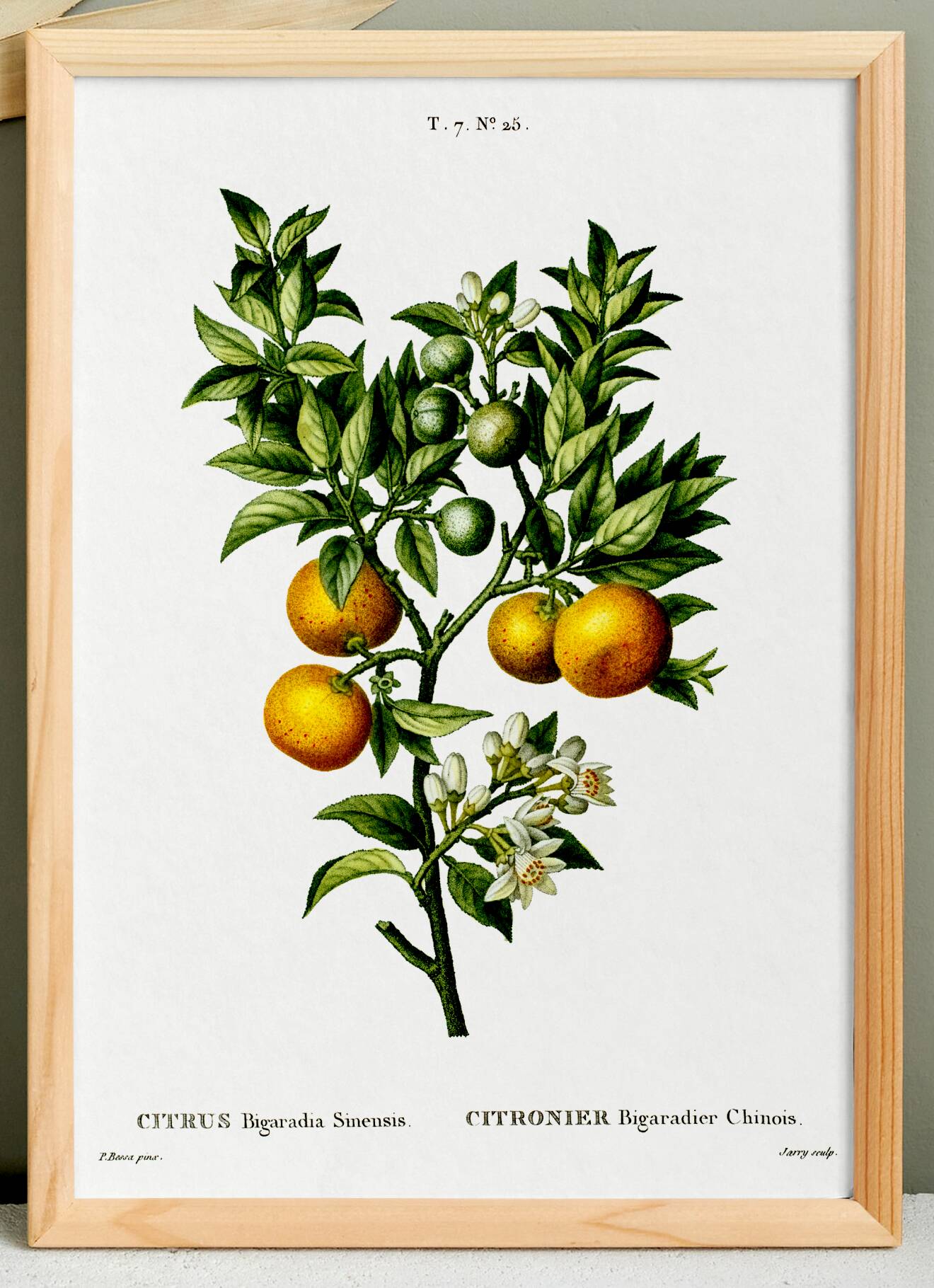 Poster about lemons, based on an old engraving from 1802