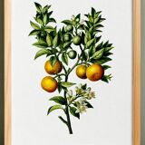 Poster about lemons, based on an old engraving from 1802