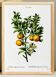 Affiche sur les citrons, d’après une gravure ancienne de 1802