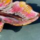 Plat feuille vallauris