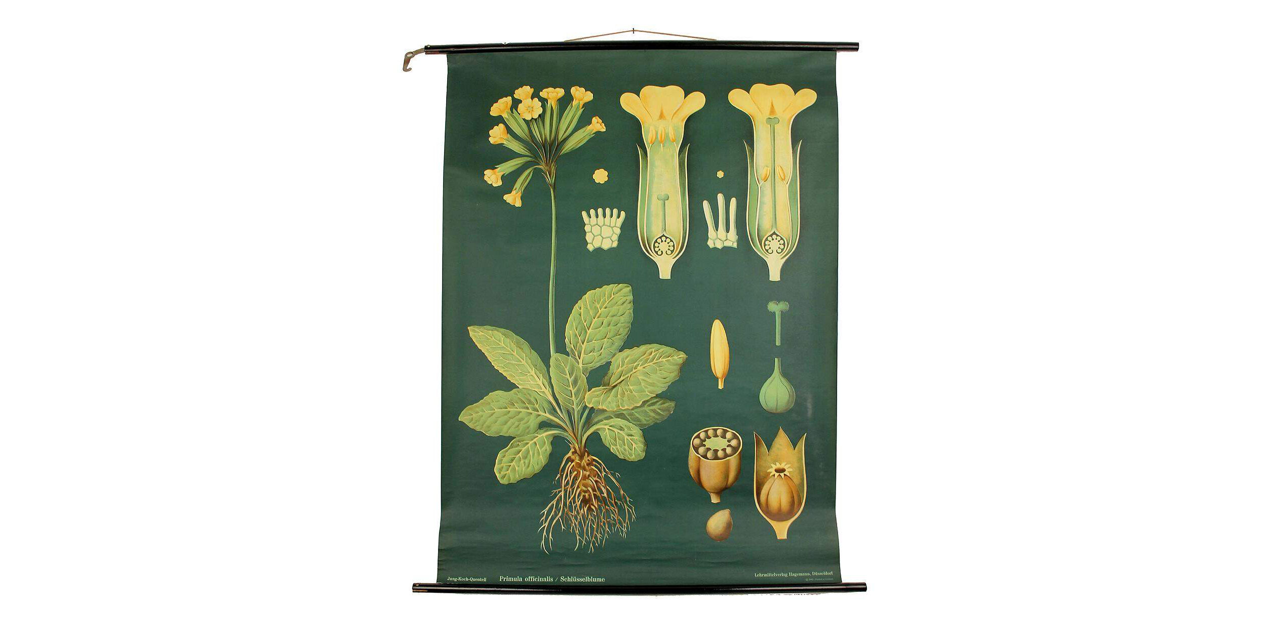 XXL vintage poster, primrose motif botanical flower, 60s