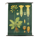 XXL vintage poster, primrose motif botanical flower, 60s