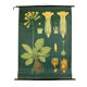 XXL vintage poster, primrose motif botanical flower, 60s