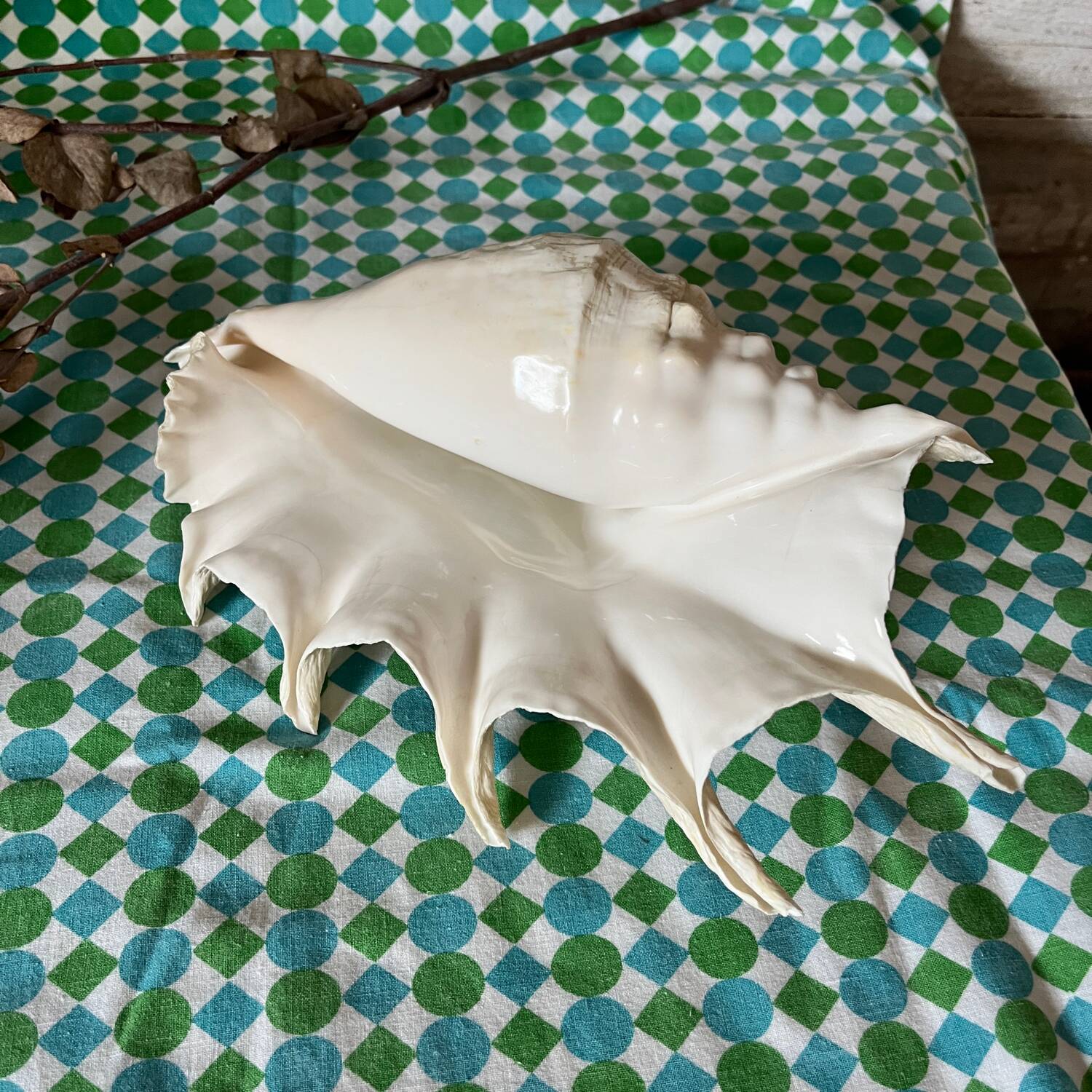 Grand coquillage lambis