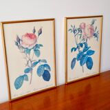 Lithograph pj redouté hundred-leaf rose bush 20th century