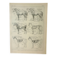 Old lithograph 1922, Anatomy of the horse, riding, stable • Engraving, original illustration