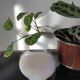 Vase, single flower holder in pearlescent glazed ceramic.
