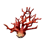 Red coral
