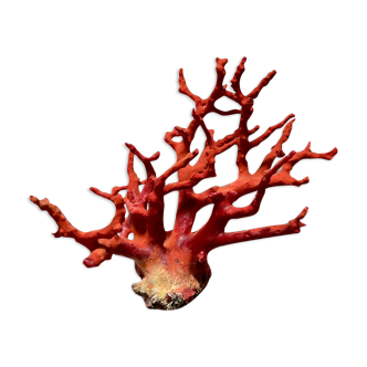 Corail rouge