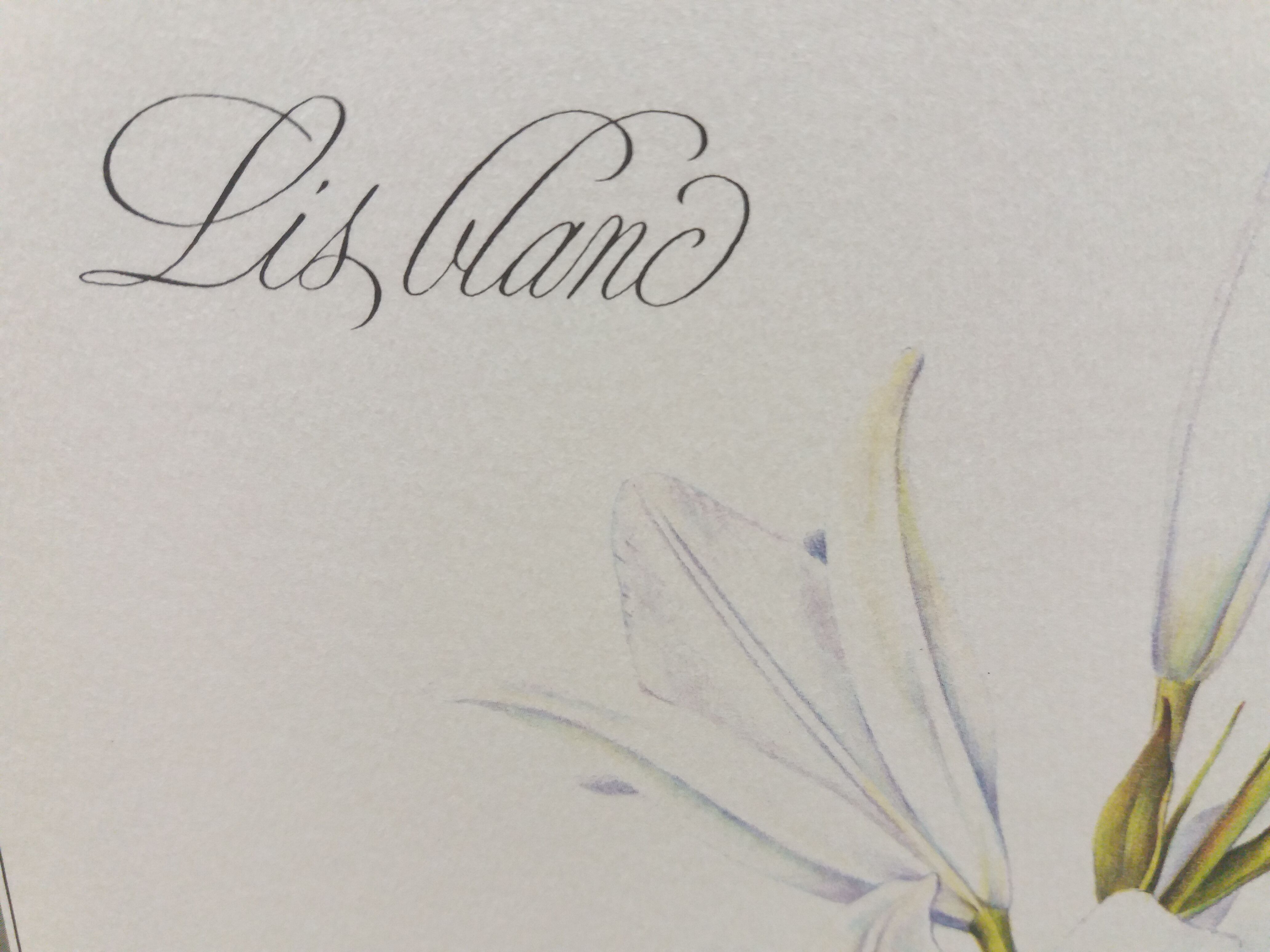 Lys white botanical board