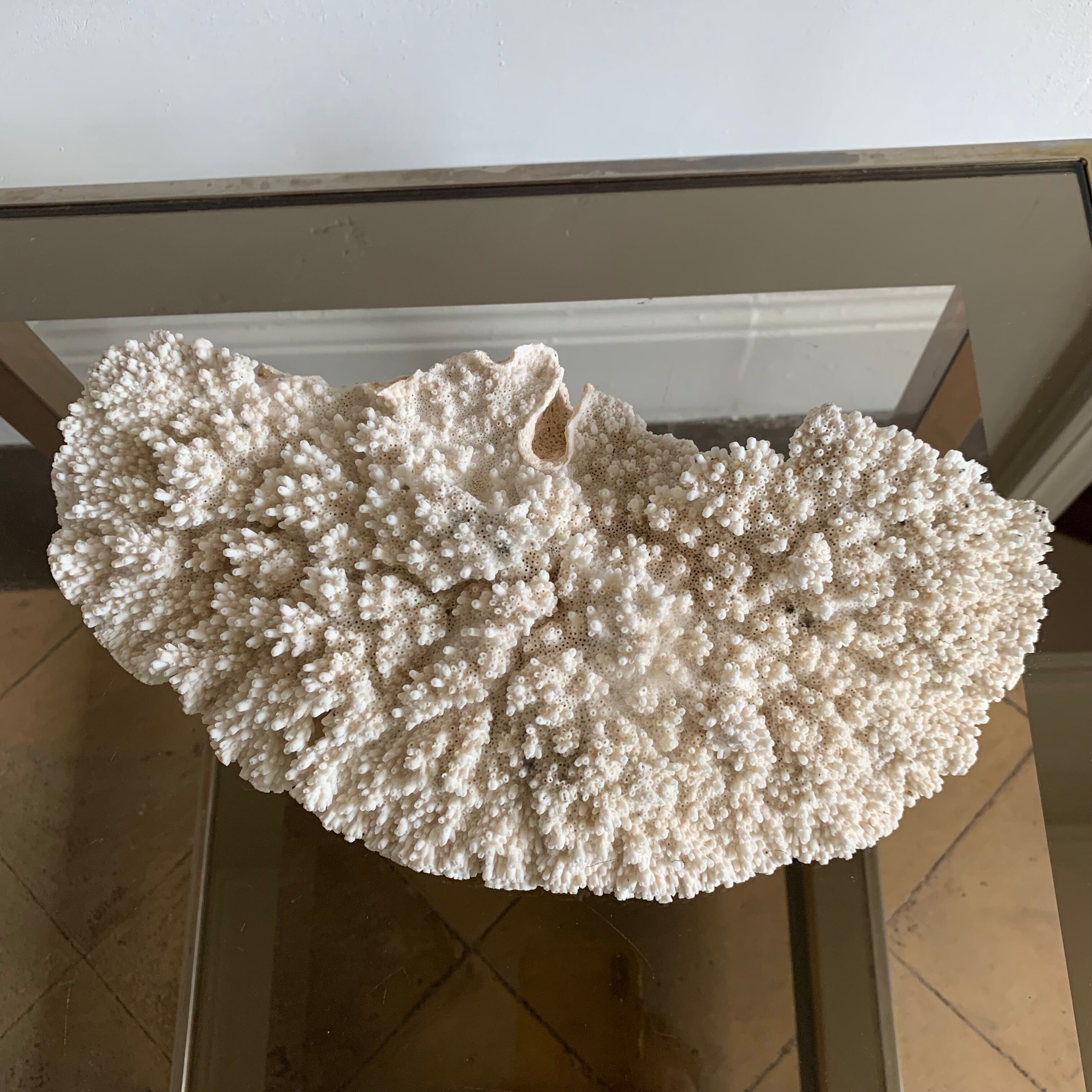 White coral 33 cm