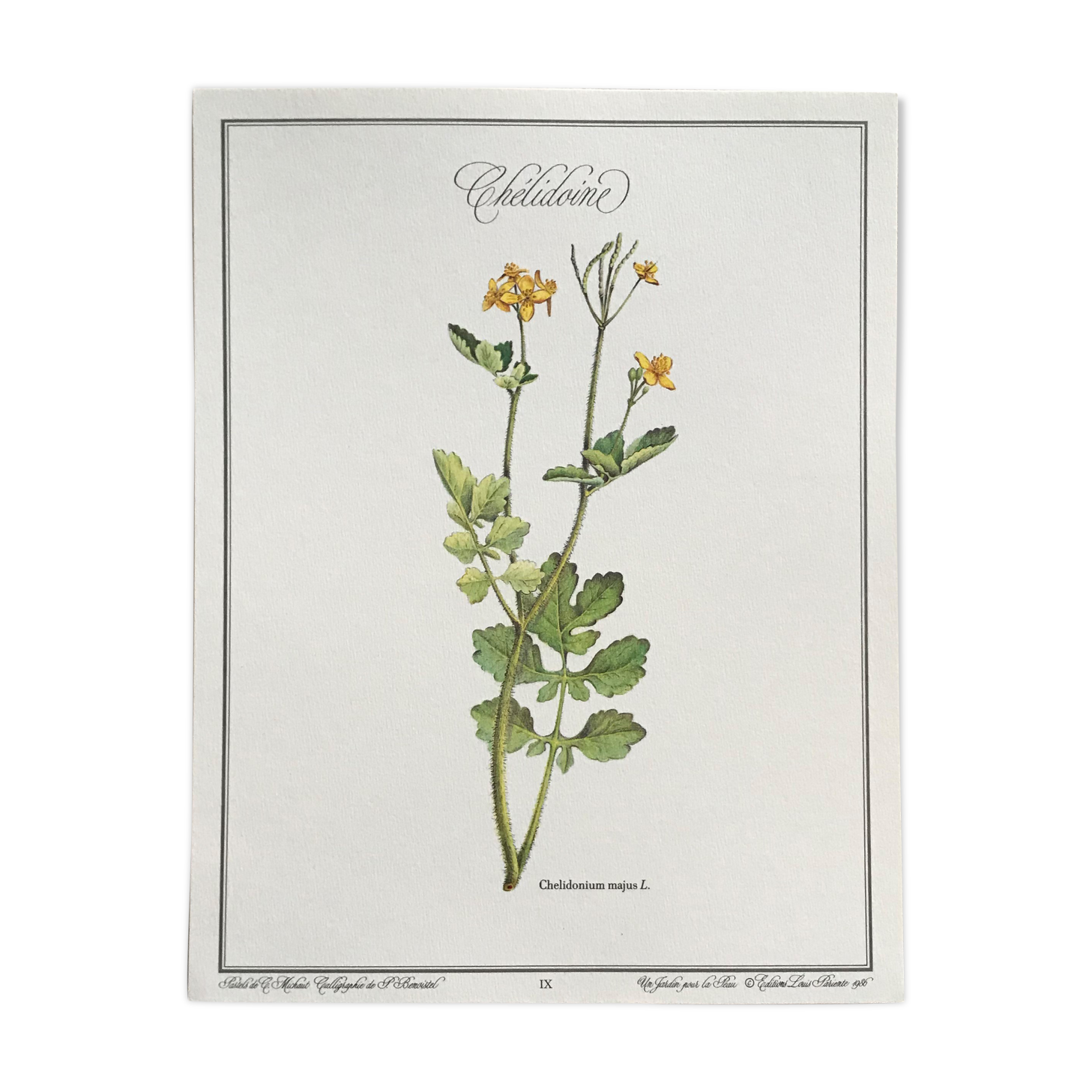 Botanical plank The Chelidoine