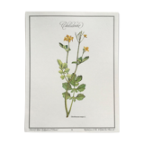 Botanical plank The Chelidoine