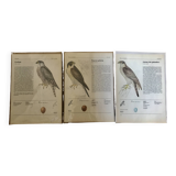 Raptor illustrations