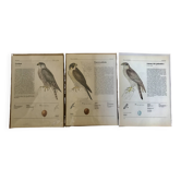 Raptor illustrations